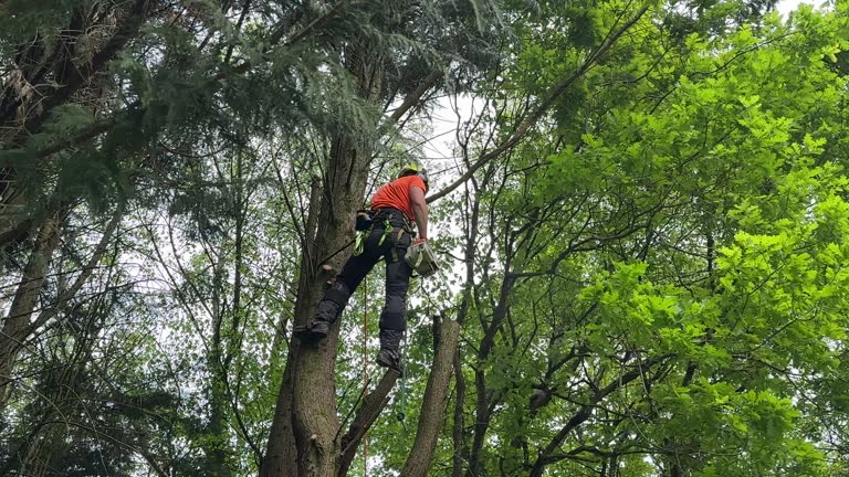 Best Commercial Tree Services  in Cudahy, CA